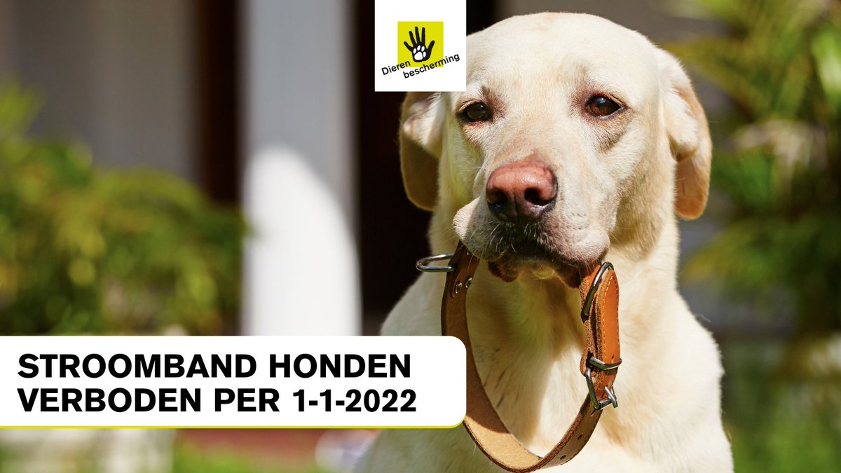 Hond.nl /