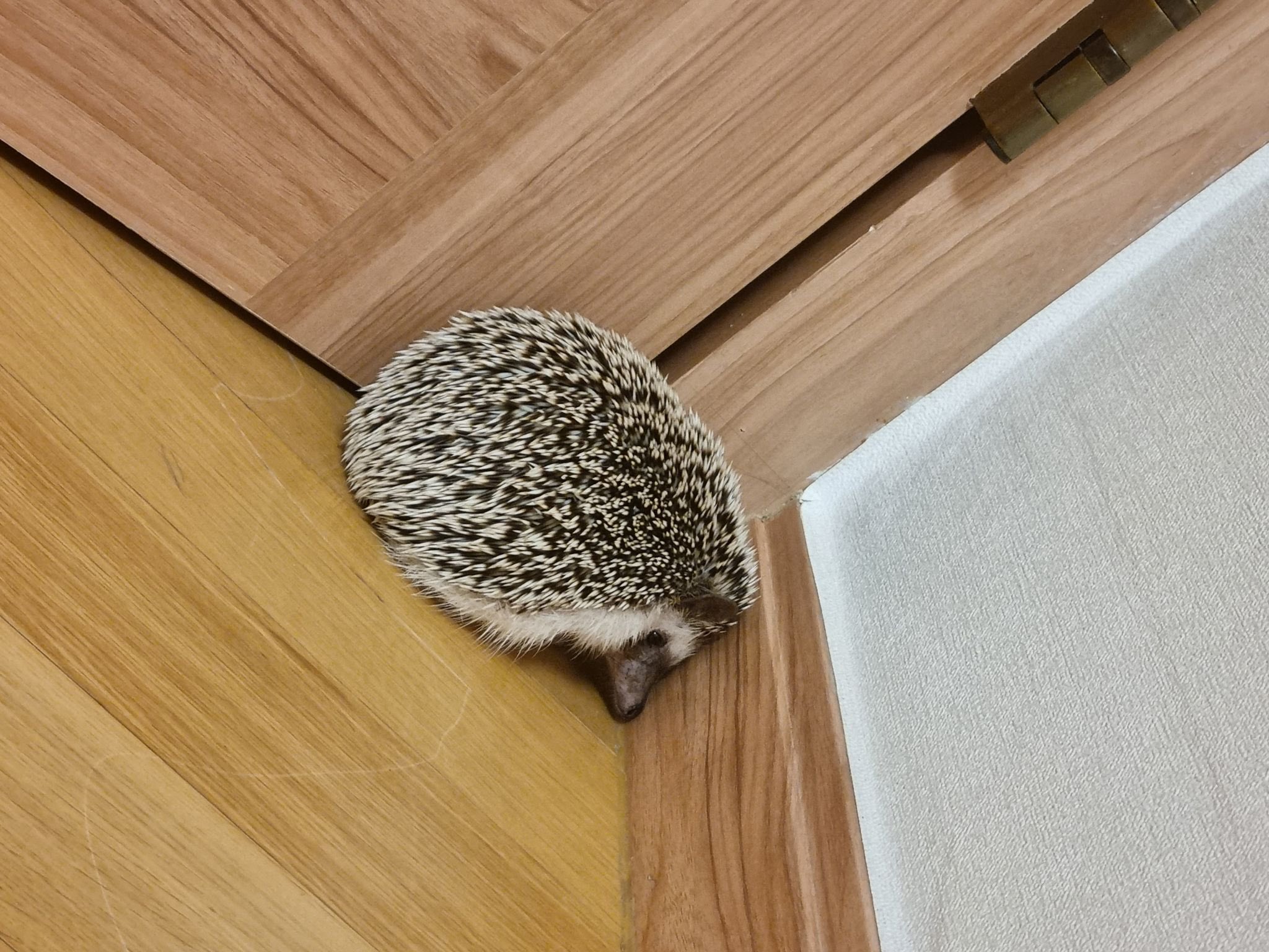 E7T24KAXIAE3SYt?format=jpg&name=large