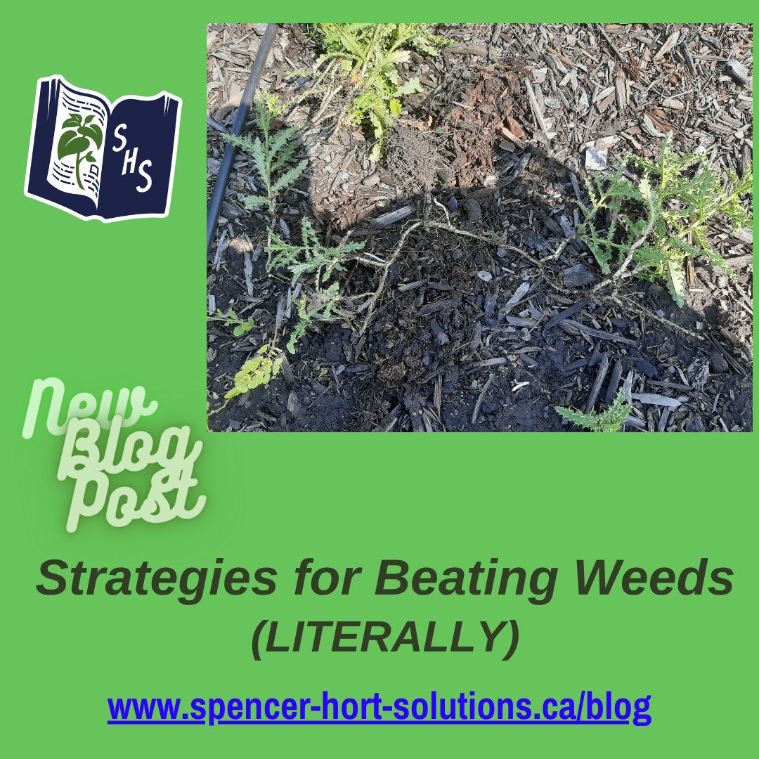 RobtheHortGod's tweet photo. One of the things that I hate the most about summer is #weeding. It is neverending. The key is to just keep chipping away. Read about strategies. https://t.co/fqY724JV6H #hammertime #itsweedingtime #stillweeding #neverdoneweeding https://t.co/kWWAJlFeSh