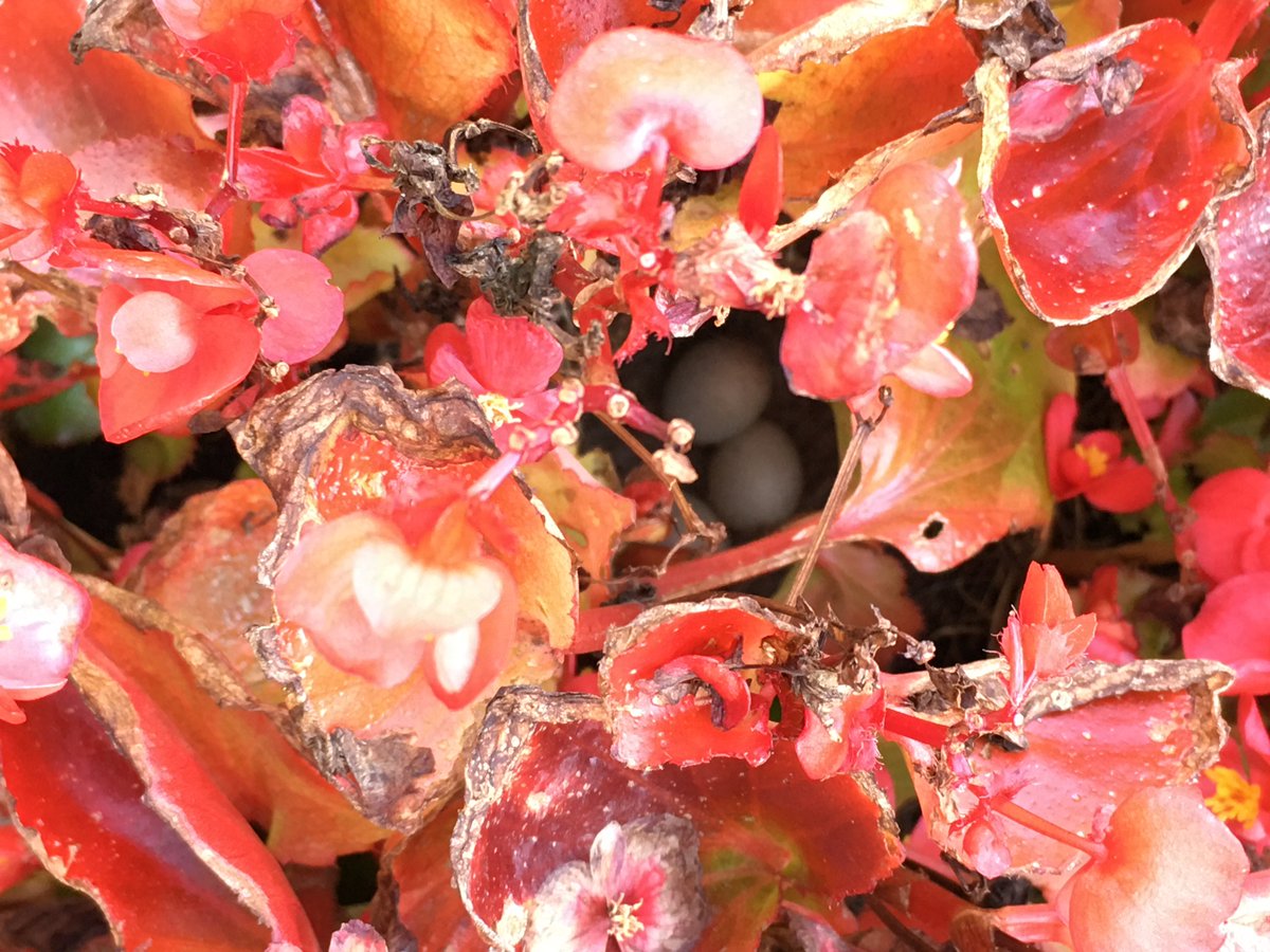 Bird Eggs in our flower pot~