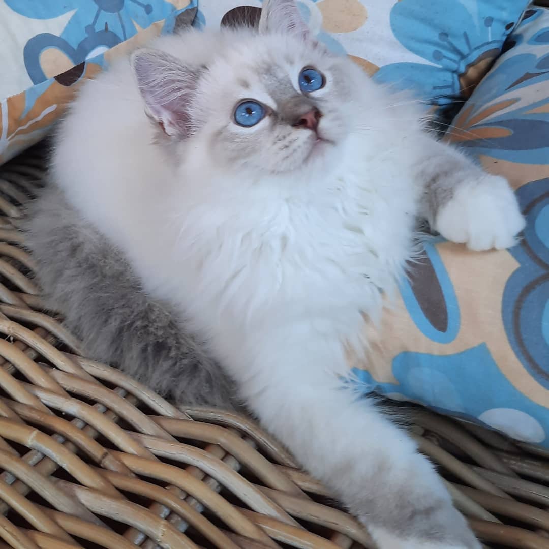 rasowych's tweet photo. PUDER Moje Laleczki *PL 🥰 beautiful BOY,  blue mitted lynx DOB 2021.04.18 Type SHOW/BREEDING https://t.co/BEN1L9eNwN