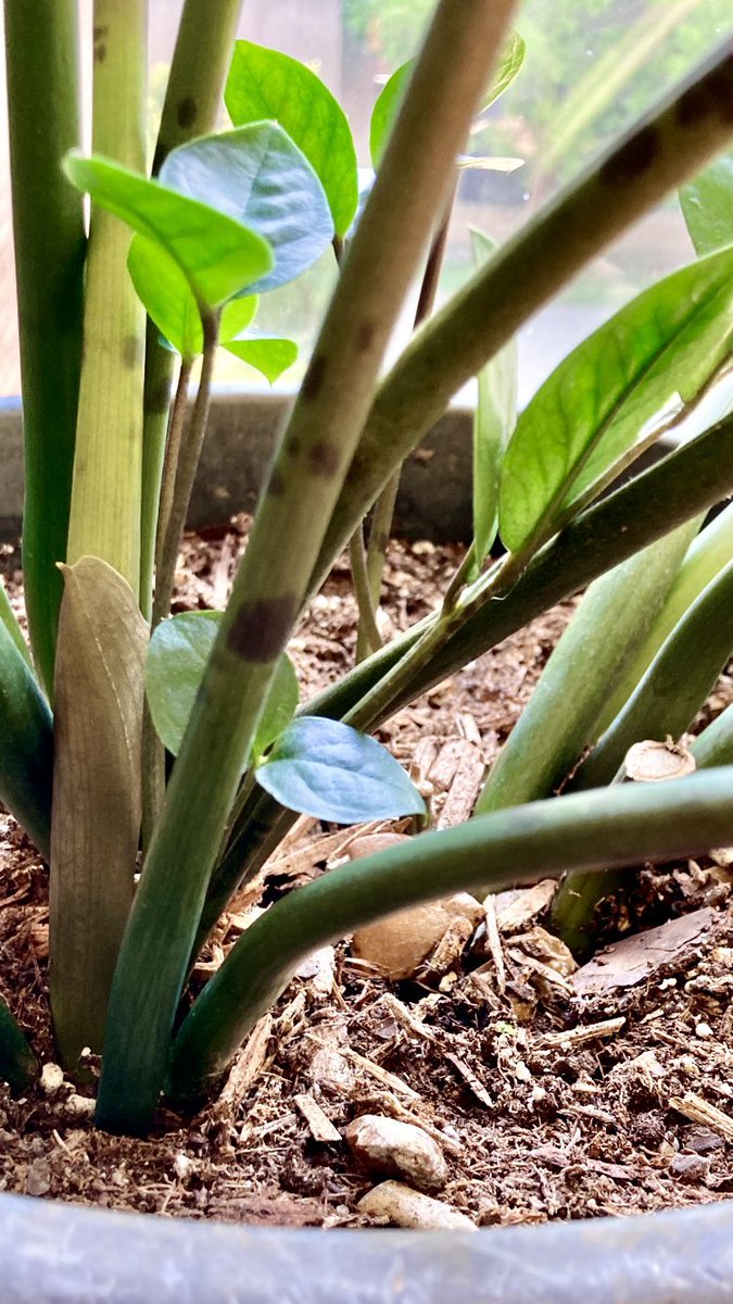 badgardening's tweet photo. Folks, I need someone to act as a moral compass here. Is it stealing to take one of these babies off the plant in my hallway at work? #AskingForAFriend #imthefriend #gardeningtips #plants #growdamnit https://t.co/UcmeAbsrpi