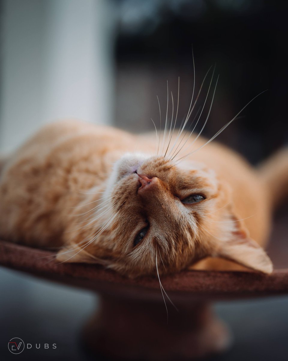 ev_dubs's tweet photo. Oh don't look at me like thaaaaat
Model: Ruby
#nikonphotographer #ibizaphotographer #nikonz #zcreators #shooters #master_gallery #nikonspain #petphotographer #catsofibiza #catsruleeverythingaroundme #catsofday #CatsOfTwitter https://t.co/U88FTIFawg
