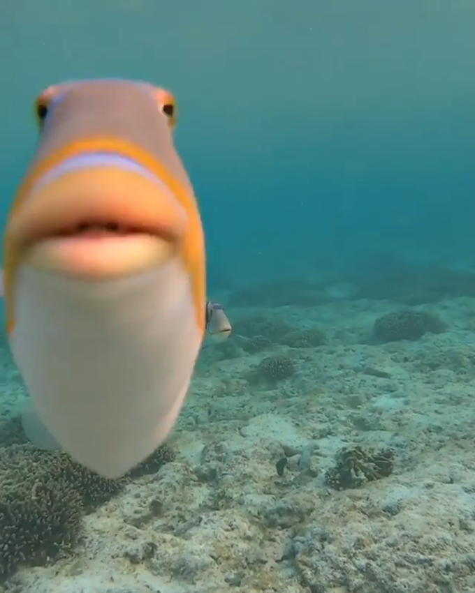 Can I get everyone to reply with pics and memes of Hubert the fish? 
