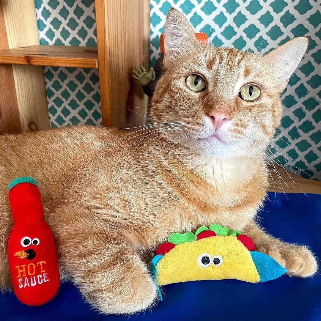 A little ginger with your taco?? Yes, please! 🧡🌮❤️ Happy #TacoTuesday everyone!

📸: IG <a href="/ambrose/">Matt D'ambrose</a>.extra.toes

#tacocat #fishtaco #hotsauce #cattoys #madcattoys