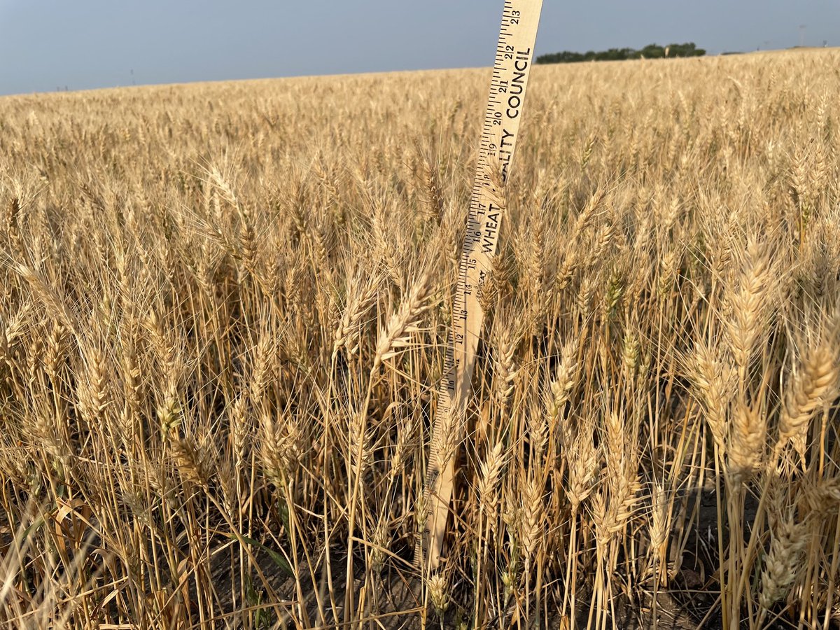 Spring #wheat is looking rough but generally ok in the eastern part of North Dakota. Drought stress is evident though with variable stands and short plants. #wheattour21 is heading for the driest part of the state today and field by field yield estimates are expected to show it.