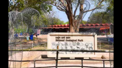 timesofindia's tweet photo. Delhi to get three lions from Gujarat for breeding purposes https://t.co/VkNtmeOmfu https://t.co/Wrhwsue8dZ