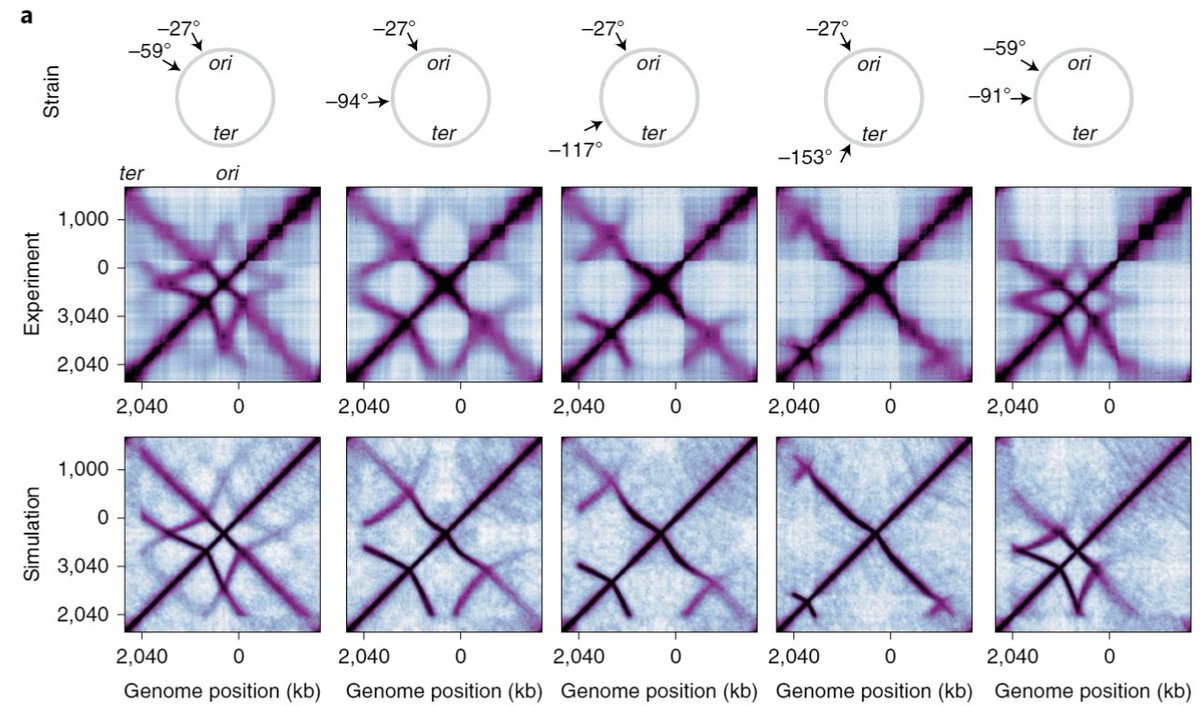 Hugo Brandao (@hugoresearch) on Twitter photo What happens when DNA-loop-extruding SMCs collide with one another in a living cell?
Our article on SMC complexes bypassing one another in vivo is out <a href="/NatureSMB/">NatureStructMolBiol</a>, in
a wonderful collaboration with Xindan Wang, <a href="/leonidmirny/">Leonid Mirny</a>, Warren Ren and @Xciencepig. rdcu.be/cpVDg What happens when DNA-loop-extruding SMCs collide with one another in a living cell?
Our article on SMC complexes bypassing one another in vivo is out <a href="/NatureSMB/">NatureStructMolBiol</a>, in
a wonderful collaboration with Xindan Wang, <a href="/leonidmirny/">Leonid Mirny</a>, Warren Ren and @Xciencepig. rdcu.be/cpVDg