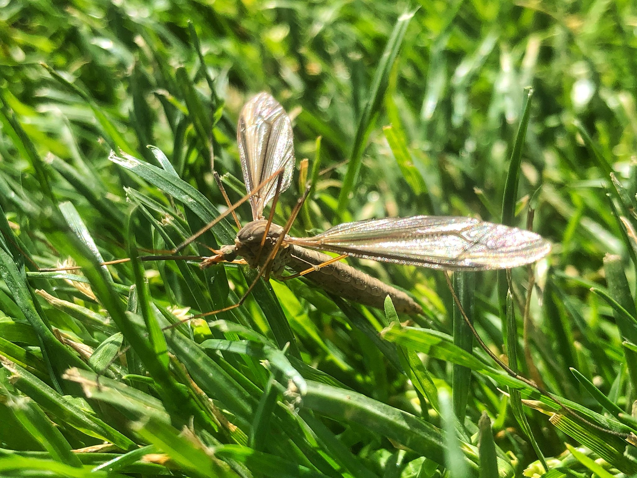 Penn State Turf Pests Diagnostic Lab on Twitter: 