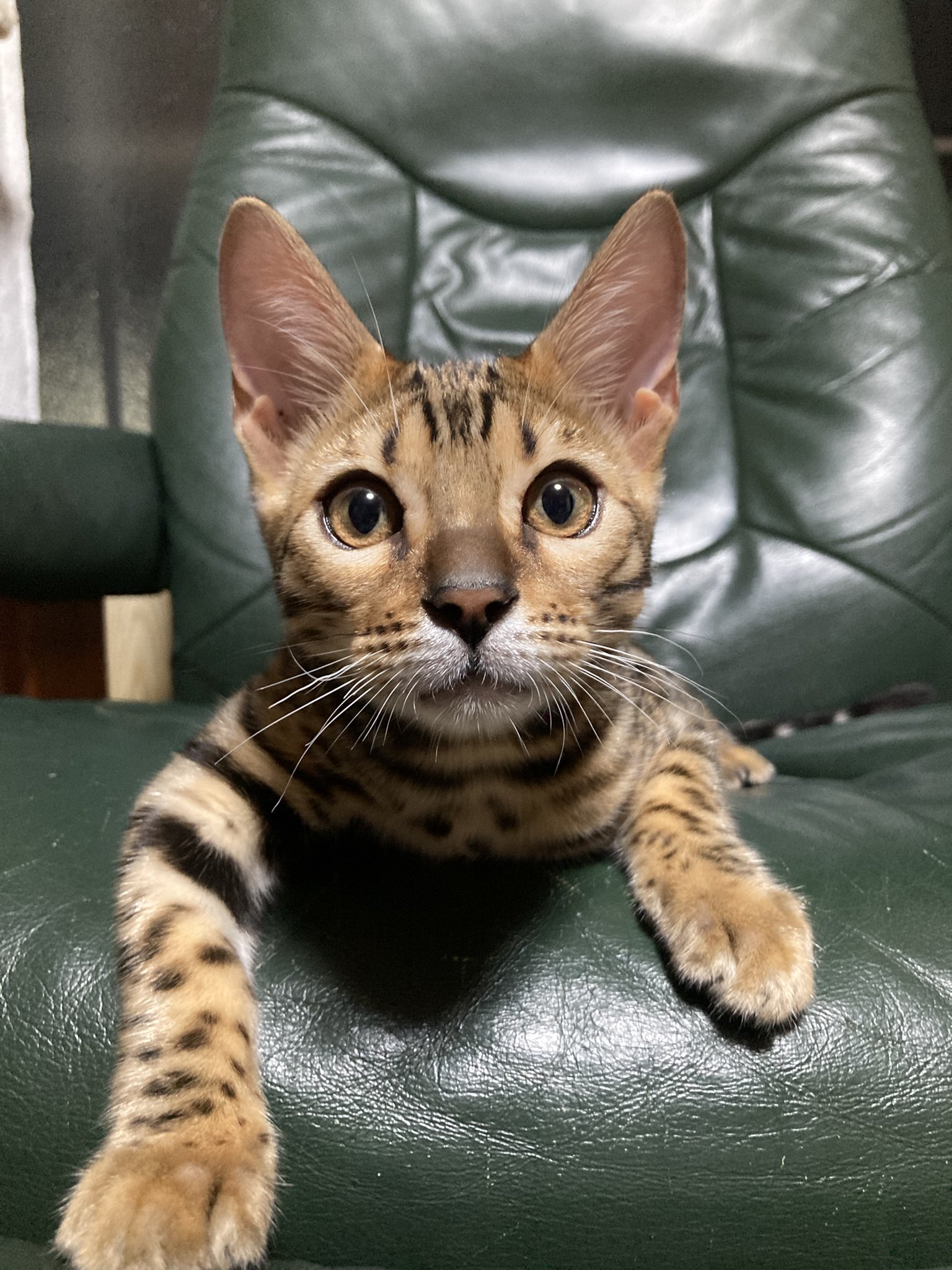 ベンガル猫のali Iとm家の生活 Bengalcat Alii Twitter