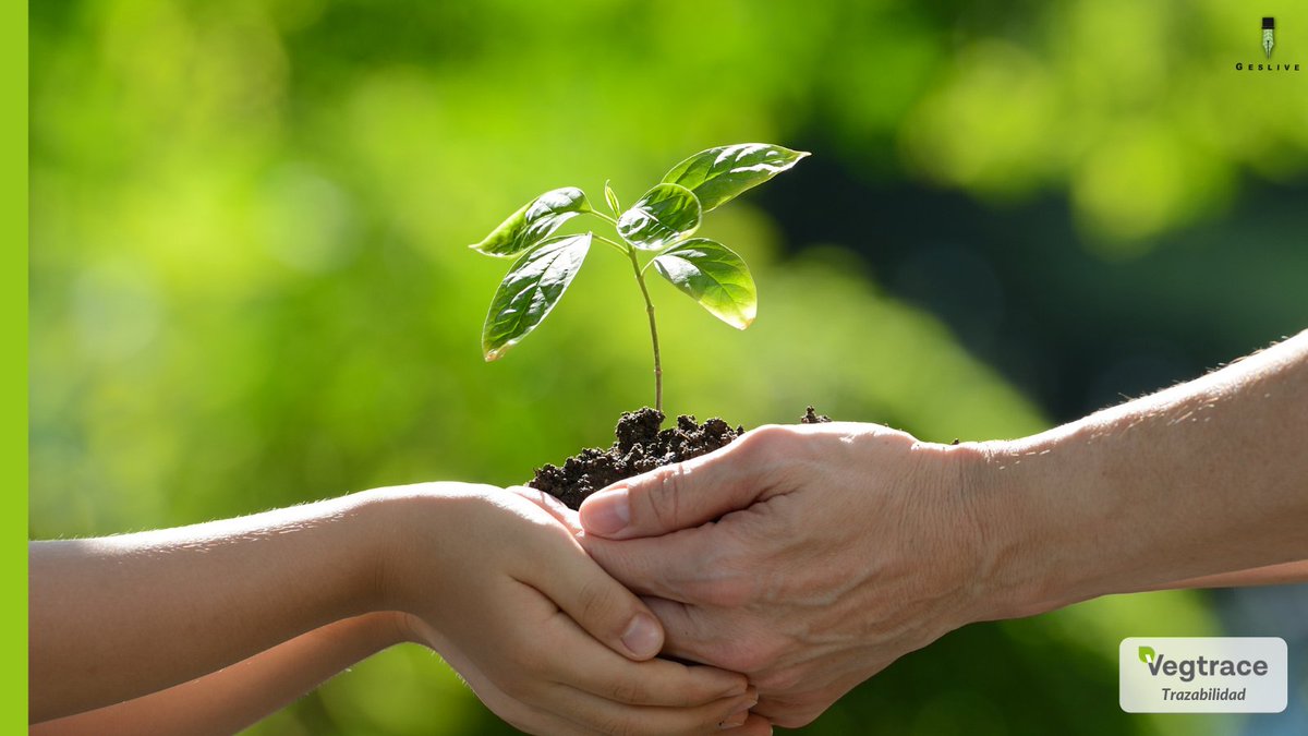 TraceVeg's tweet photo. Las buenas prácticas agrícolas benefician a toda la cadena. 🤜🤛
Con #Vegtrace garantizas la #seguridad a la hora de injertar variedades protegidas. La trazabilidad es importante, gracias a ello se mantienen las garantías que ofrecen los obtentores con la máxima transparencia. https://t.co/OTKG6mMT0e