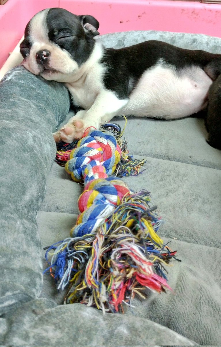 ボストンテリア子犬