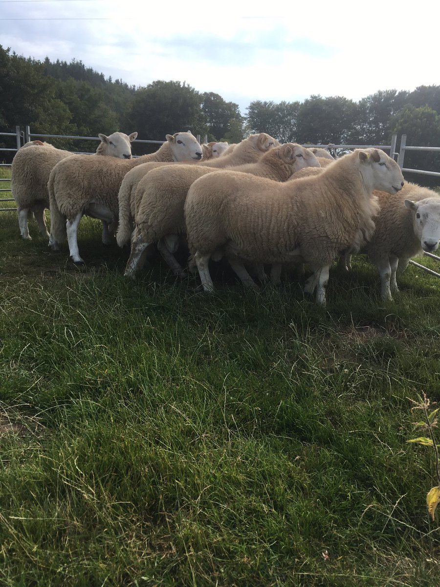 VSSufficiency's tweet photo. Our Improved Welsh shearling tups are shaping up quite nicely. All performance recorded, with EBVs at the top of the breed, these boys will be available at the @prohill_sheep sale near Aberystwyth on the 16th of September.
#prohill #hillramscheme #hccmpw #performancerecorded https://t.co/dae81zzQzF