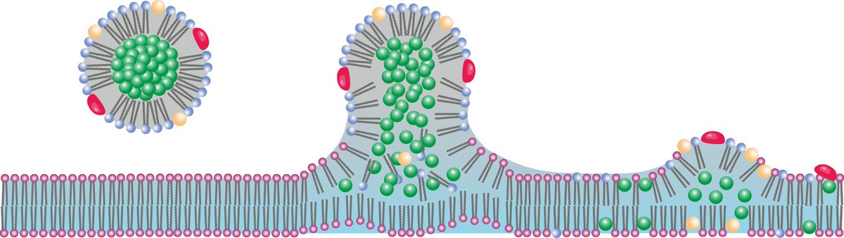 Florian Weber (@biosciflo) on Twitter photo If you are wondering in what manner lipoprotein particles are able to change the lipid membranes due to fusion, than come and check out my poster (T52). <a href="/ebsa_in/">EBSA meeting 2021 in Vienna</a> <a href="/scilifelab/">SciLifeLab</a> <a href="/karolinskainst/">Karolinska Institutet</a> If you are wondering in what manner lipoprotein particles are able to change the lipid membranes due to fusion, than come and check out my poster (T52). <a href="/ebsa_in/">EBSA meeting 2021 in Vienna</a> <a href="/scilifelab/">SciLifeLab</a> <a href="/karolinskainst/">Karolinska Institutet</a>