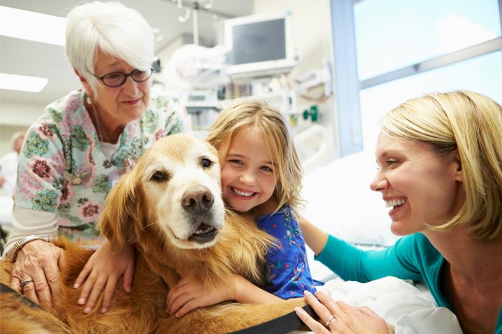 HRBOpenRes's tweet photo. ‘Pawsitive’ influence – Rachel Howe is working with a team of researchers from @ucddublin investigating how animals boost morale &amp; help children recover in hospital.  

Learn more about Animal Assisted Interventions &amp; the study: https://t.co/JoBGrMfTmL 

@doakyhowe @hrbireland https://t.co/J1LWpieim6