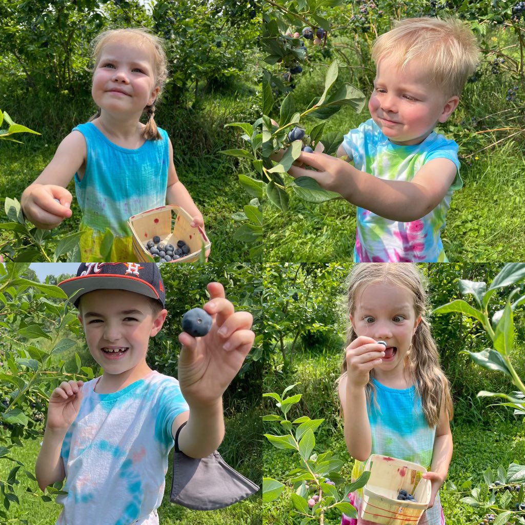 Burdick Blueberries tweet media