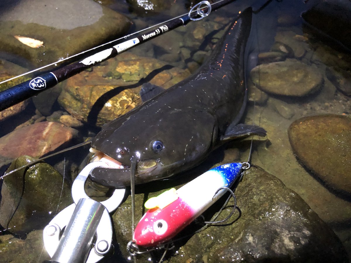 ウィードから出てくる出てくる 今年初のダブルキャッチ 軍団鯰トップ道 Tulala モレーナ53 ヘドン オリジナルザラスプーク ボンバダスタイル ボンバダアグアpic Twitter Com Gnunnpmx9w Cocotbodol