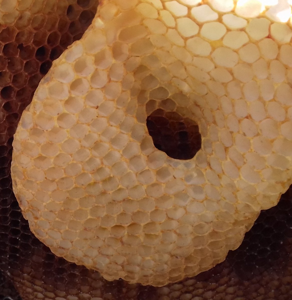 Beeindruckendes von der Baukunst der Bienen...
amp.n-tv.de/wissen/Honigbi…