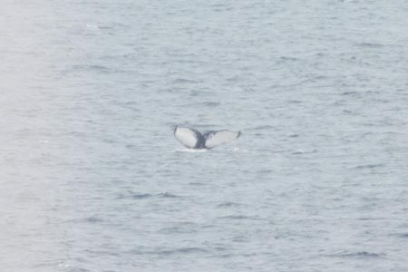 Marine Institute tweet media