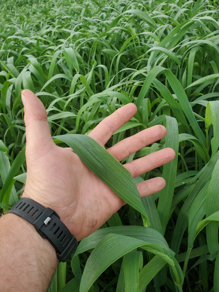 Speare Seeds tweet media