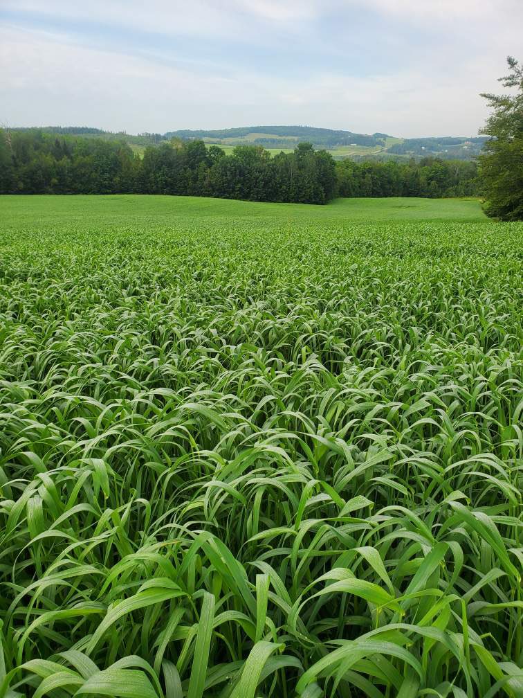Speare Seeds tweet media