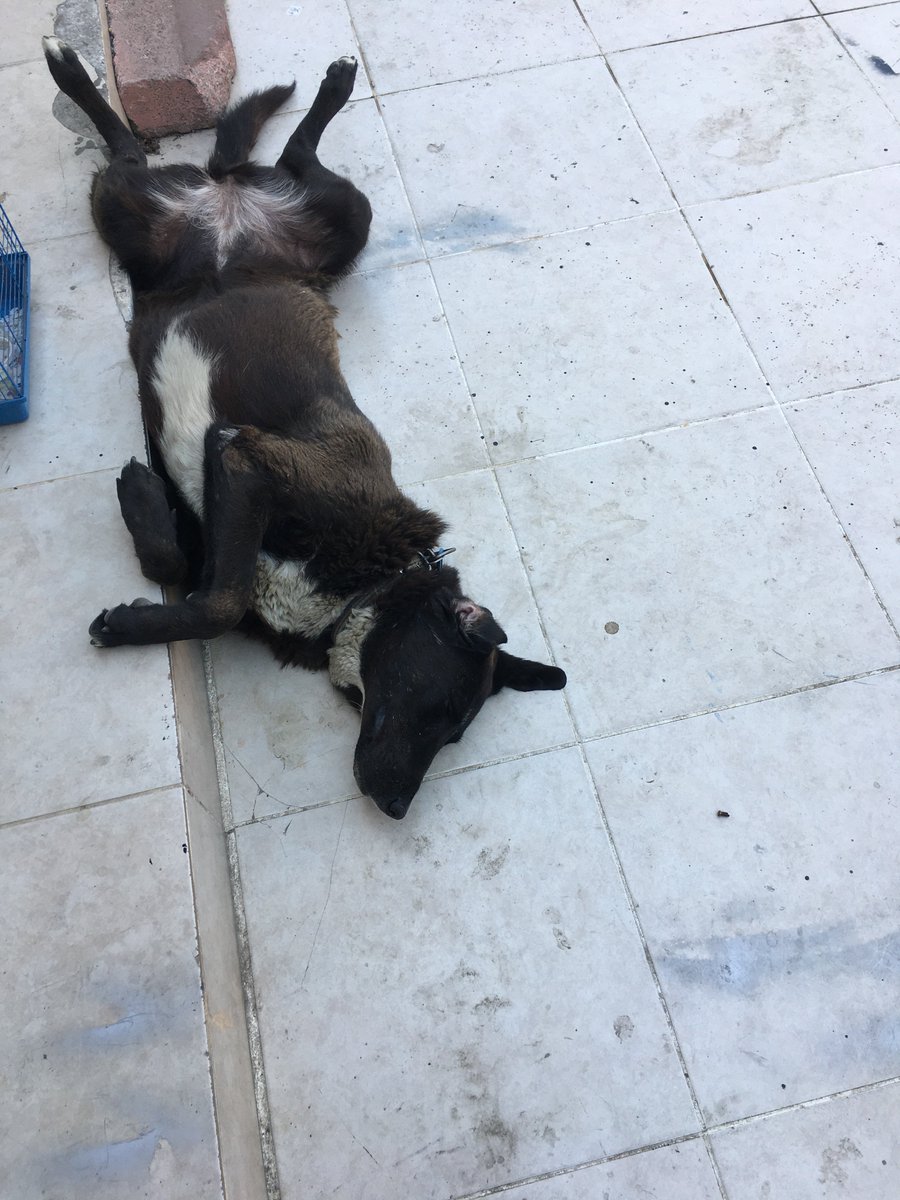 Sıcak olunca uyku şeklide değişiyor😀