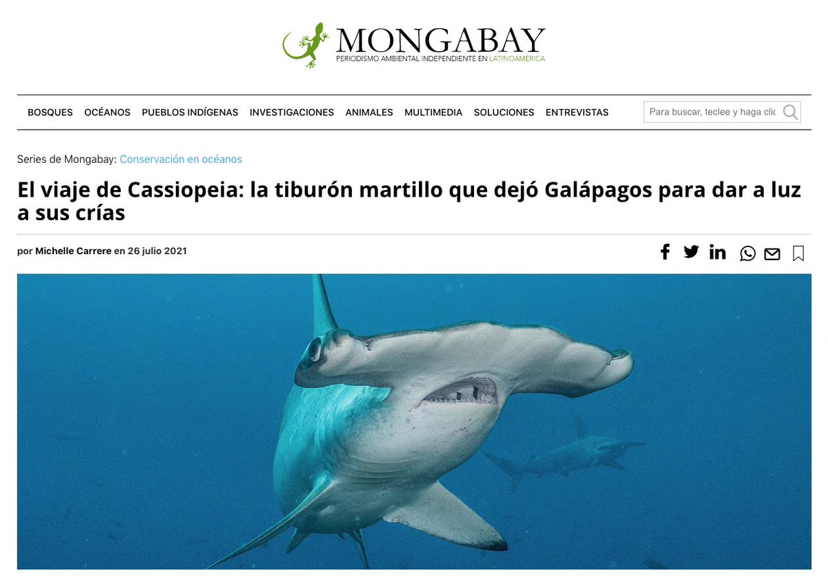Mas_Galapagos's tweet photo. La #TiburónMartillo "Cassiopeia" se mantuvo protegida mientras estuvo al interior de las áreas marinas protegidas de #Galápagos e #IslaCoco, al salir de ellas, el peligro de ser capturada por pesqueros la acechó todo su viaje. La historia en @MongabayLatam https://t.co/qEGQNc95pL https://t.co/rQvC2X1i7N