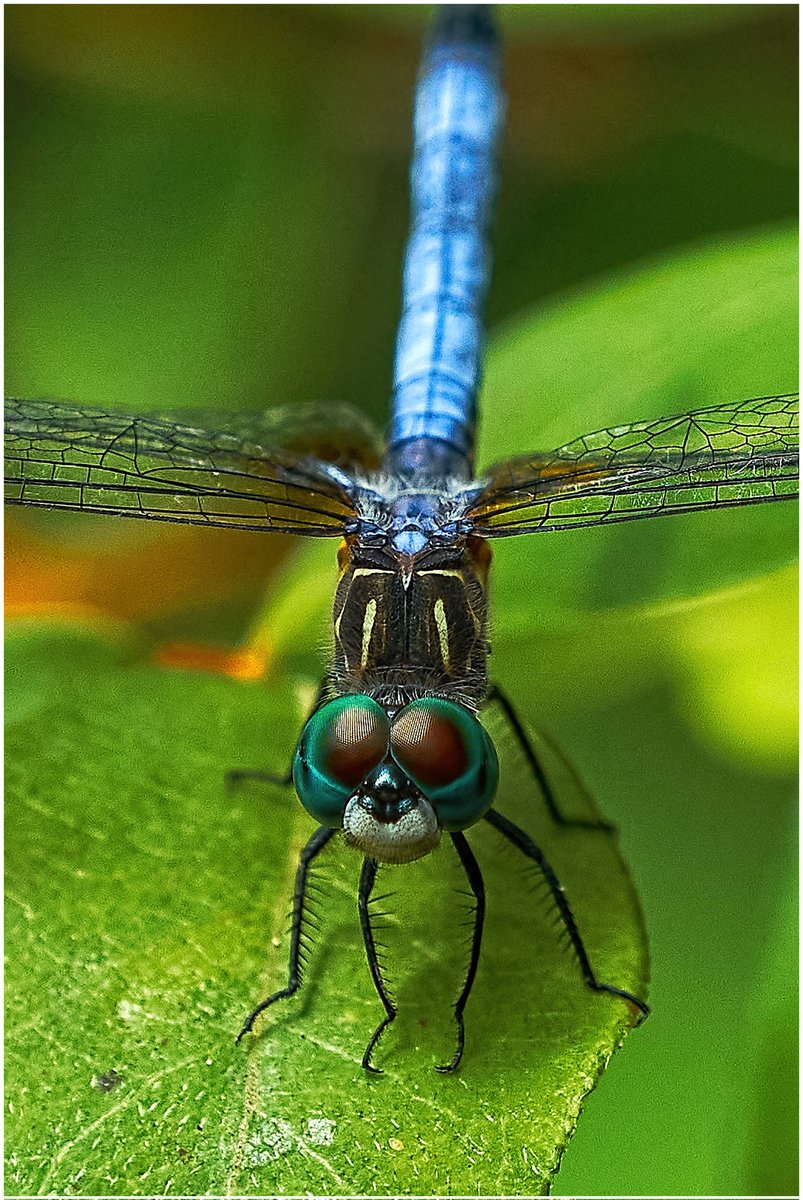 𝘋𝘪𝘥 𝘺𝘰𝘶 𝘬𝘯𝘰𝘸 𝘵𝘩𝘢𝘵 𝘵𝘩𝘦𝘴𝘦 𝘵𝘪𝘯𝘺 𝘱𝘳𝘦𝘥𝘢𝘵𝘰𝘳𝘴 𝘤𝘢𝘵𝘤𝘩 𝟿𝟻% 𝘰𝘧 𝘵𝘩𝘦𝘪𝘳 𝘱𝘳𝘦𝘺. 𝘐 𝘱𝘦𝘳𝘴𝘰𝘯𝘢𝘭𝘭𝘺 𝘵𝘩𝘪𝘯𝘬 𝘵𝘩𝘦𝘺 𝘭𝘰𝘰𝘬 𝘭𝘪𝘬𝘦 𝘢𝘭𝘪𝘦𝘯𝘴 😁⁣

#firstlandingstatepark #dragonfly #NaturePhotography #wildlife #odonata  #lovenature
