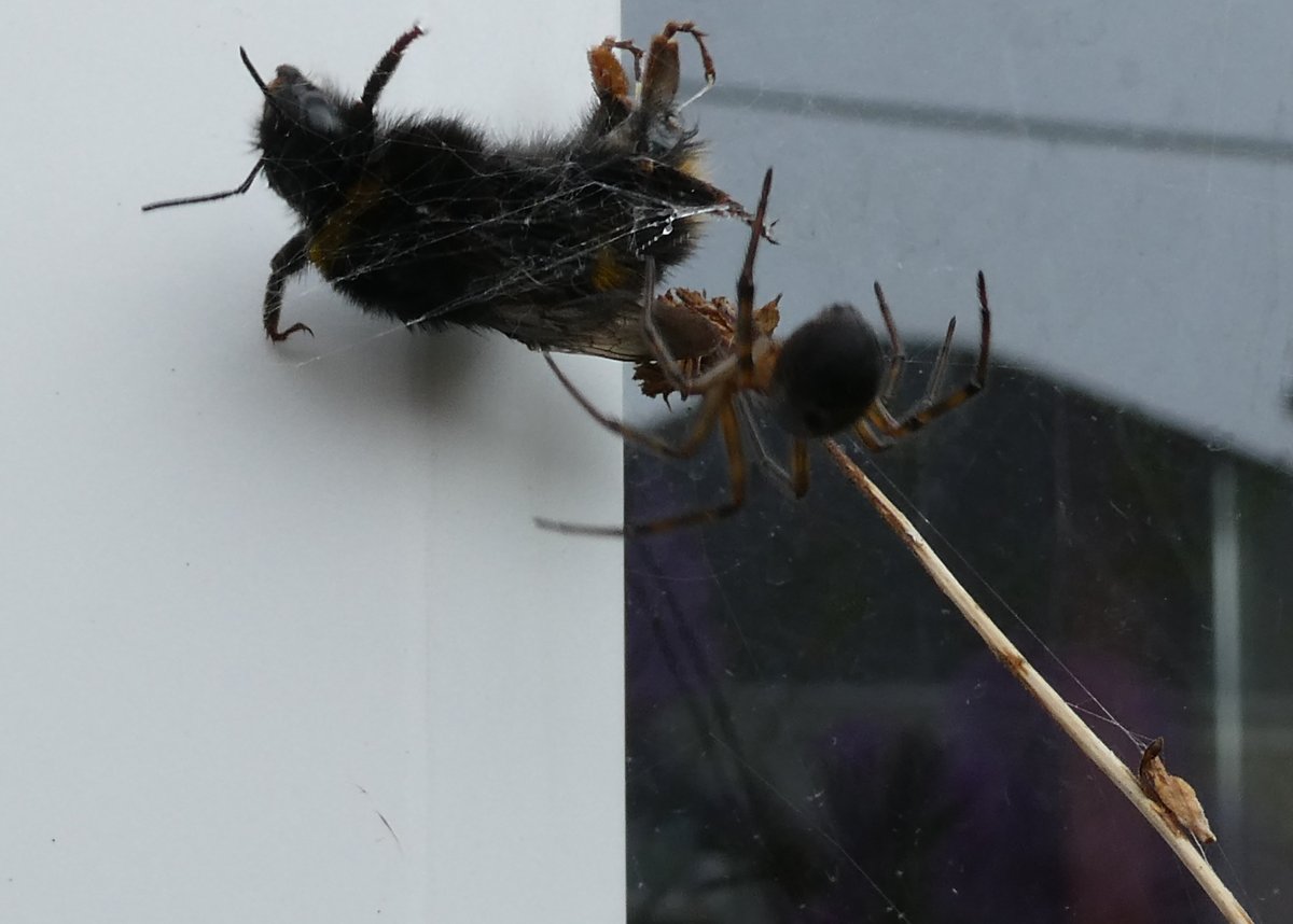 MartinLavelle19's tweet photo. I thought that this #bumblebee was doomed and stopped taking photos. Ten minutes later when I returned I saw it struggle out of the #spider's web, walk over the surface of the window box and fly to a plant for food. @BritishSpiders #Luv4Wilds #NaturePhotography #HarshWorld https://t.co/0EAVJka0bh