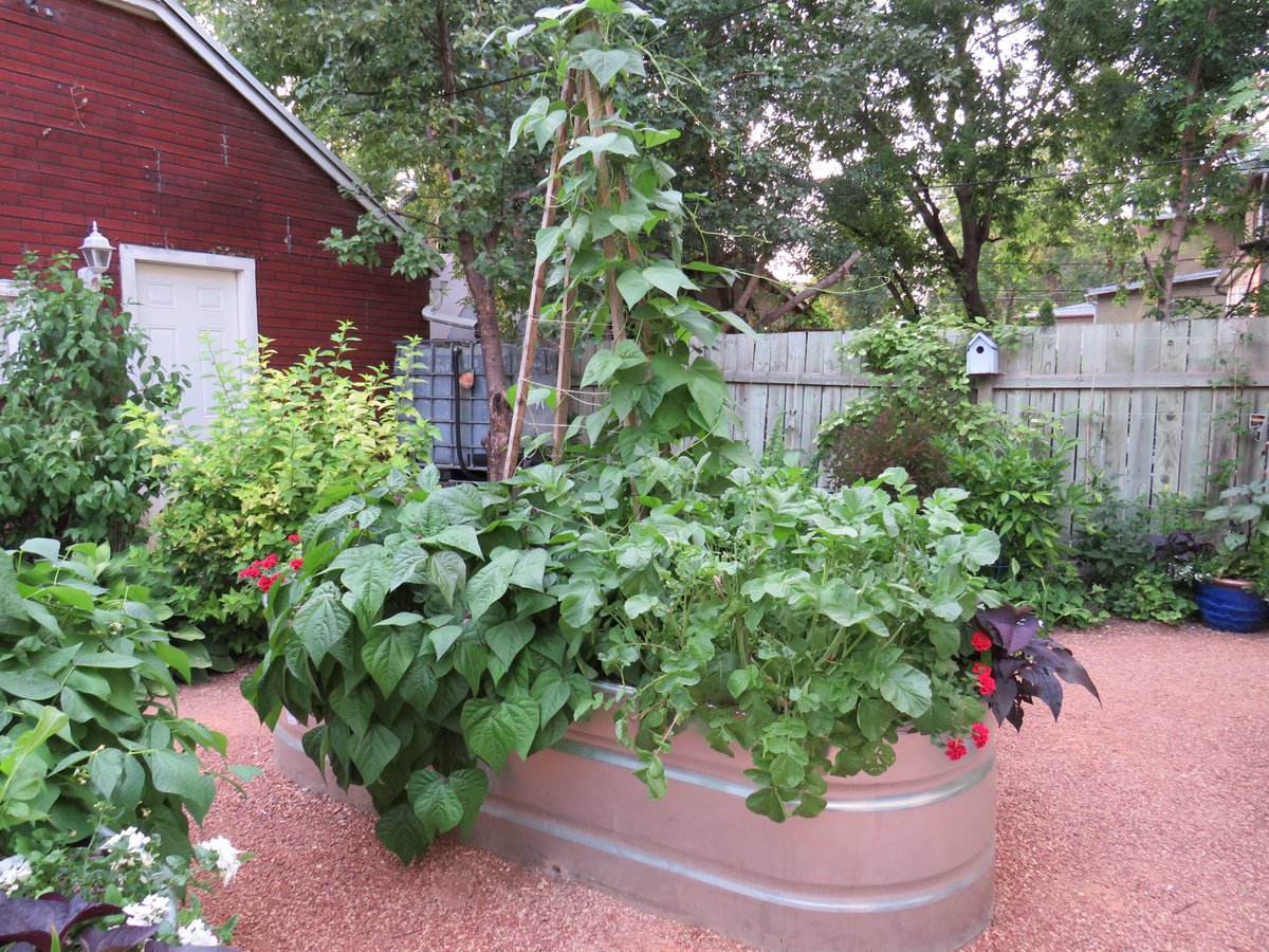 Adapting the vegetable garden to new climate normals requires innovation: Winnipeg Free Press Homes shar.es/aWgJEK 
#ClimateAction #gardeningtips #backyarddesign #veggies #foodgardening #innovation #sustainableliving 
#growingfood #edibles #RaisedBedGardening #drought