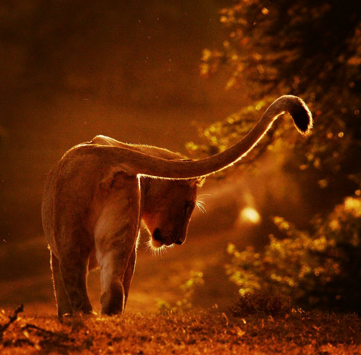 addotourism's tweet photo. A golden lioness photographed in the early morning light at Schotia Safaris Private Game Reserve Aren't early mornings the best game drives? 
Did you know? A lion’s roar can be heard up to 8km away! #AmazingAddo
#AfricanWildlife #SouthAfrica #travelinspiration https://t.co/m1ja4GaQTI
