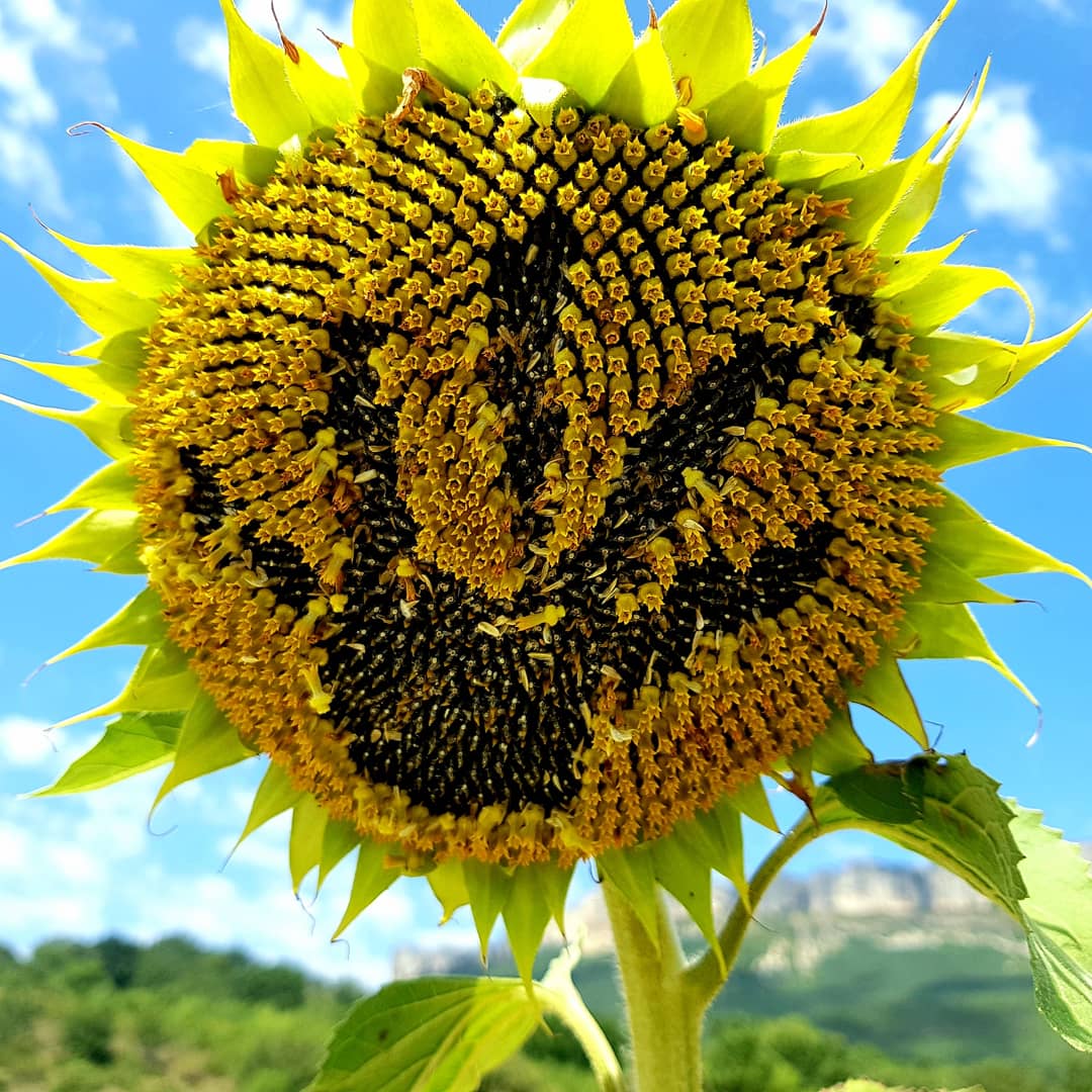 basaulaetxea's tweet photo. Emoticonos rurales 😍
#Muneta #tierraestella #tierraestellamaitia #Lokiz #Navarra #girasoles #eguzkilore #igersnavarra #visitbasaula #casaruralbasaula #arterural #landart https://t.co/VXjNZBeIVn