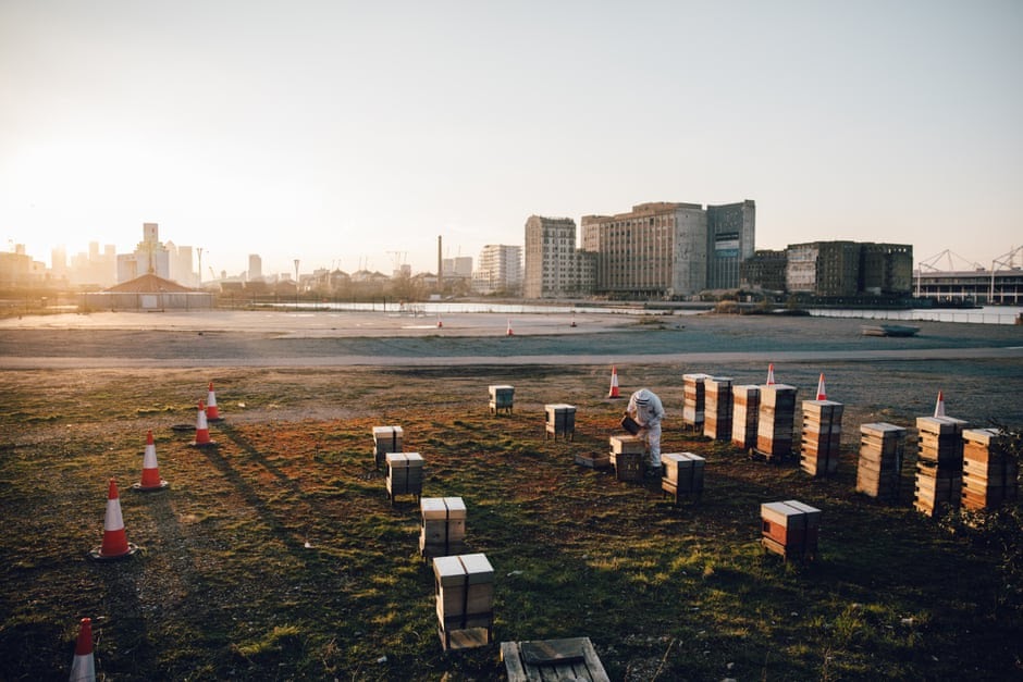 Ormskirk Beekeepers: ‘Honeybees are voracious’: is it time to put the brakes on the boom in beekeeping? dlvr.it/S4W7YL