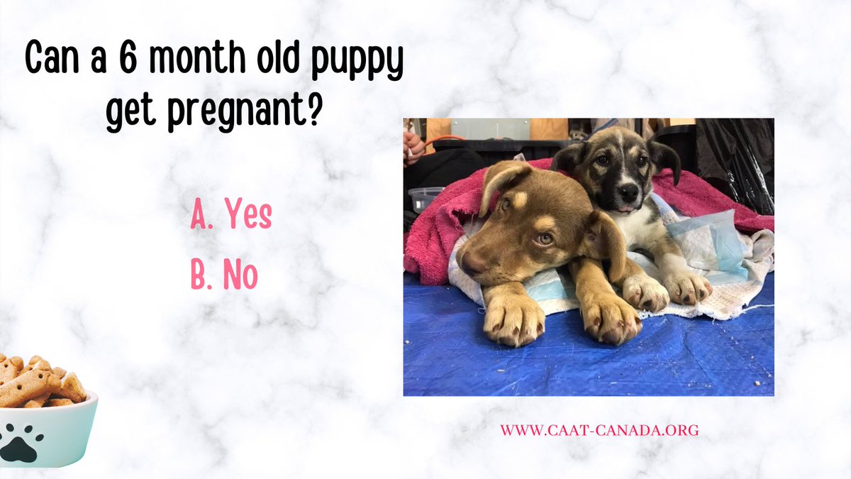 CAAT_Canada's tweet photo. FUN FACT!  Can a six month old puppy get pregnant? 🐶

A. Yes
B. No

What do you think? 

#caat #caatcanada #pets #dogs #funfact #volunteer #causes #charity #donate #fundraising #dogood #philanthropy #petsarefamily #puppies #pregnancy #pregantdogs #petcare  #dogsoftwitter https://t.co/DPoHqRnNOA