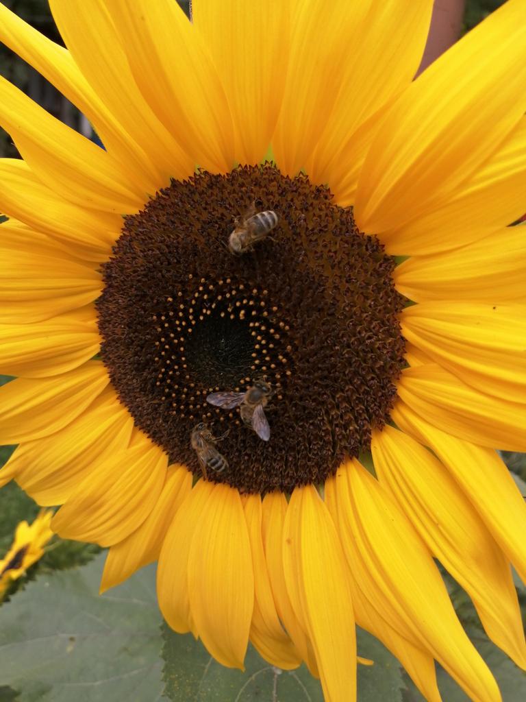 KotyckaLucie's tweet image. Oběd #vcelky #slunecnice #dlabanec