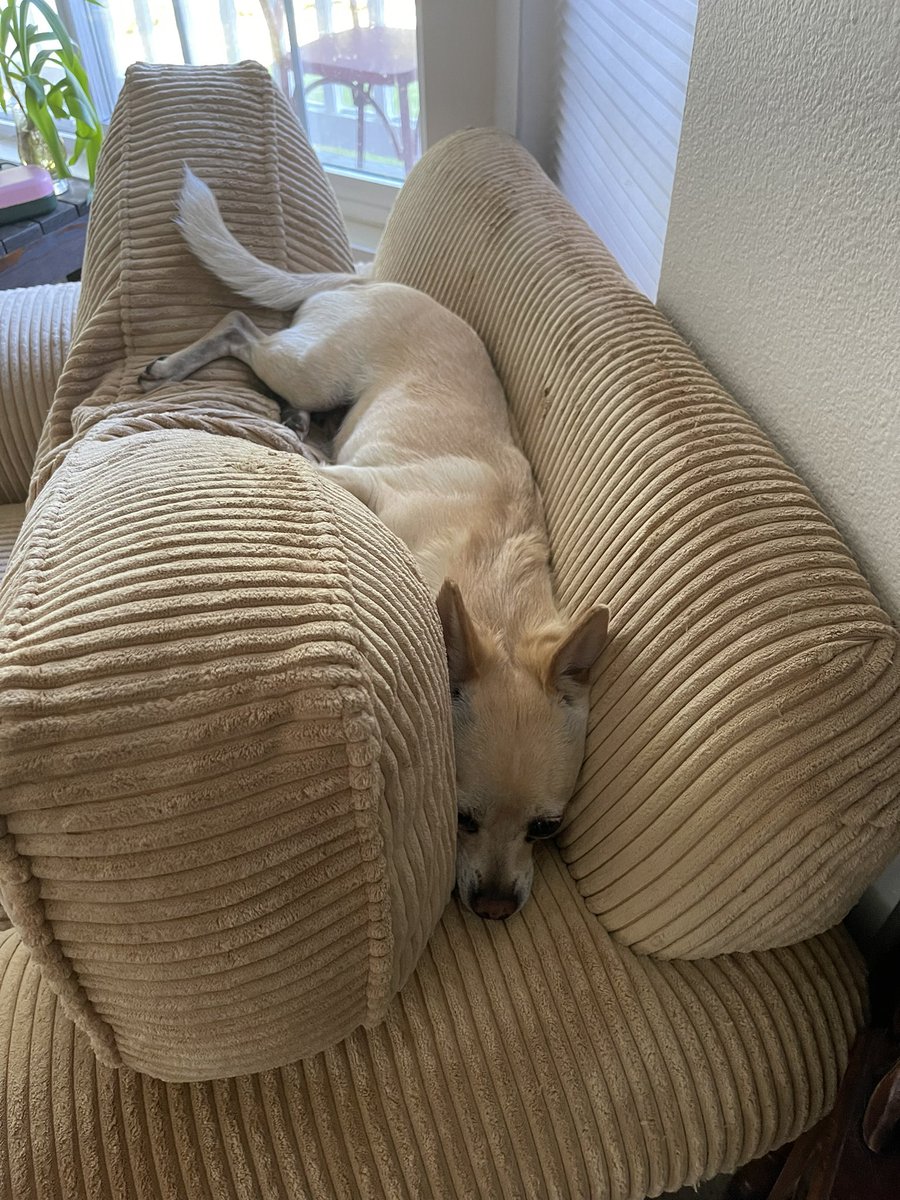 ArsenalGaming__'s tweet photo. I think Rosco is comfy https://t.co/FxtcZvwQem