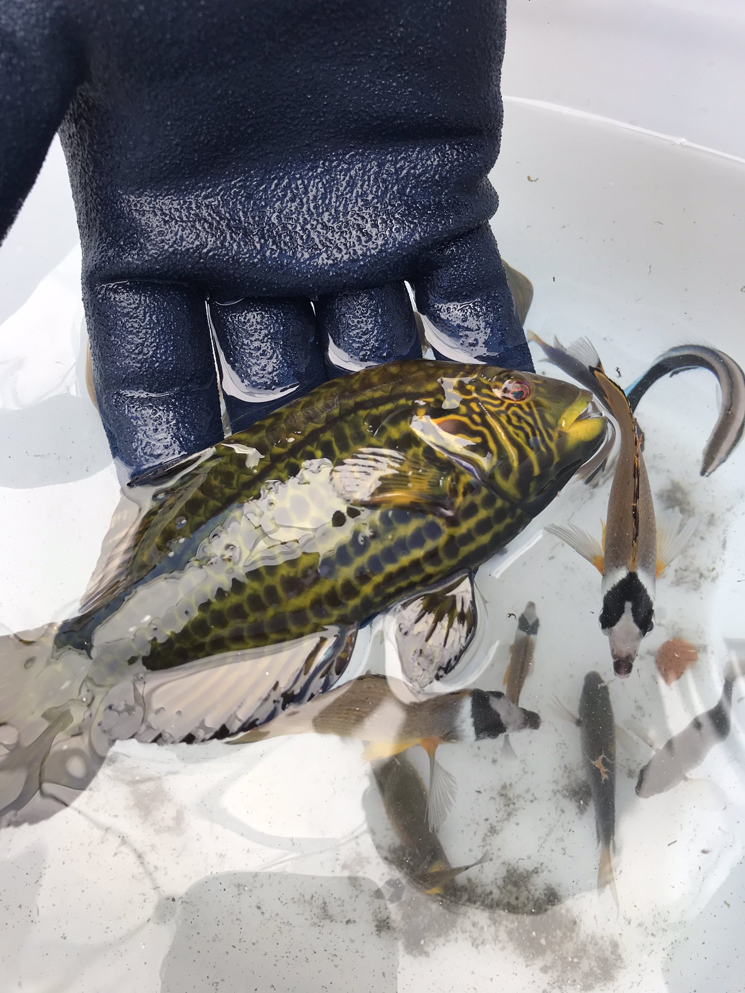 海水魚採集 Twitter Search Twitter