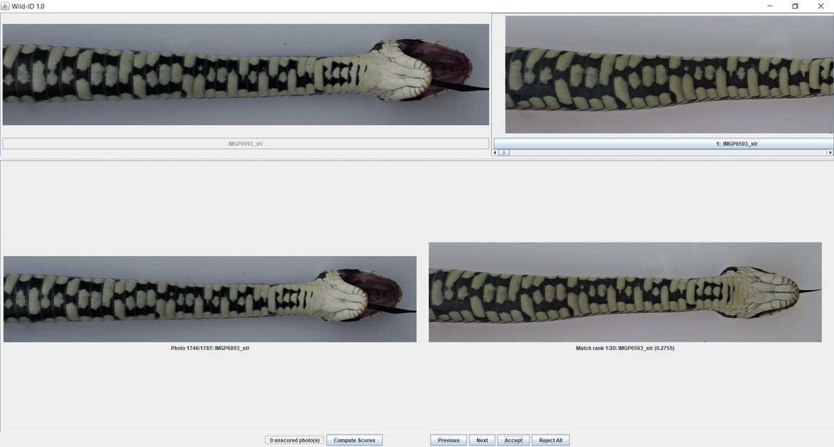 stevoallain's tweet photo. It's time to sit down with #WildID and match up some belly patterns from the snakes I've captured over the past couple of weeks. Each snake has a unique pattern that can be used for individual identification. #CranwichSnakes #Herpetology #Reptiles #Snakes @DICE_Kent @_BTO https://t.co/AxhcDUNiw4