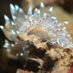 Photo by BSAC London No.1 (@LondonDiver)
