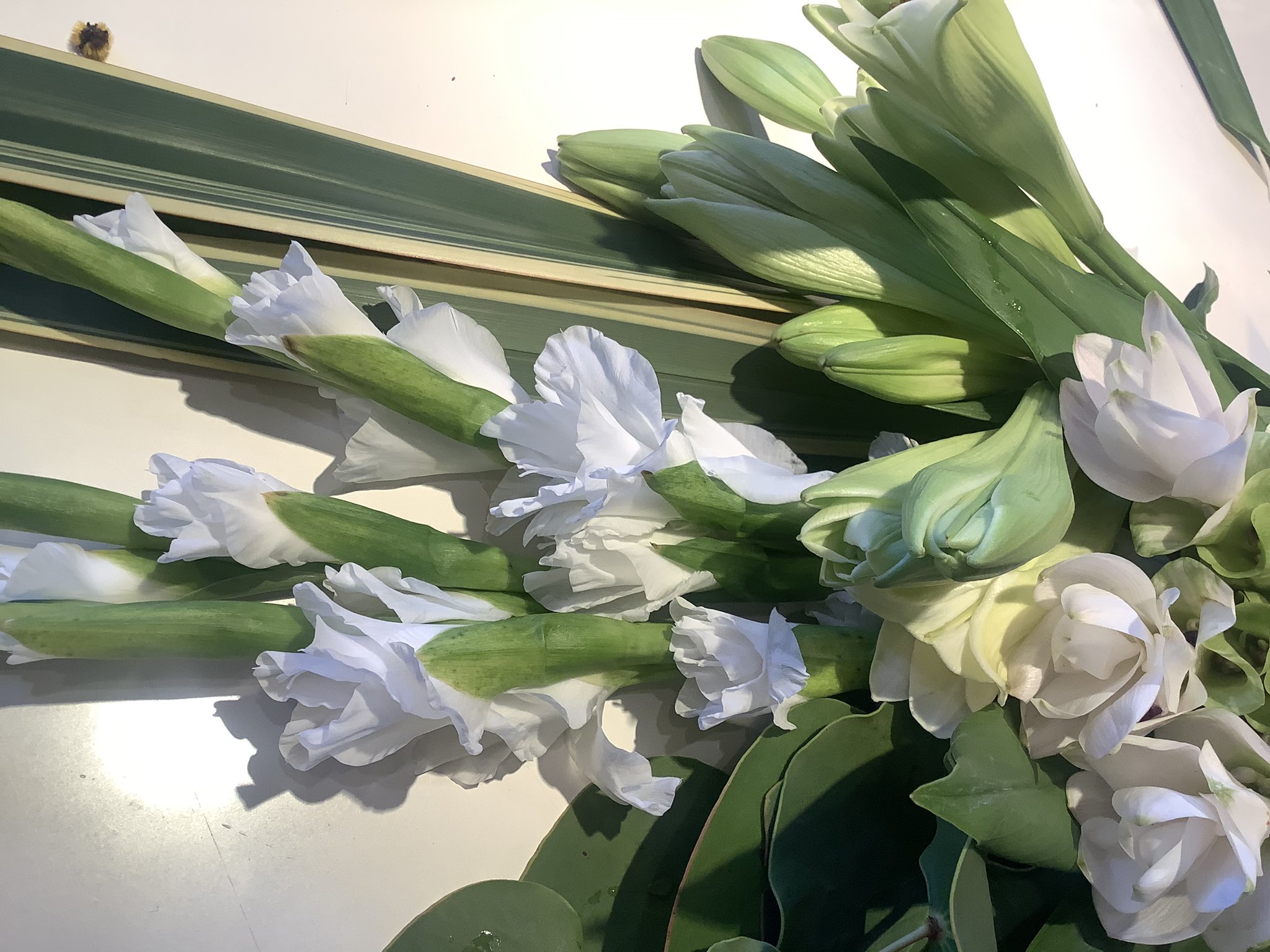 Naoe Hida Floraray Twitter