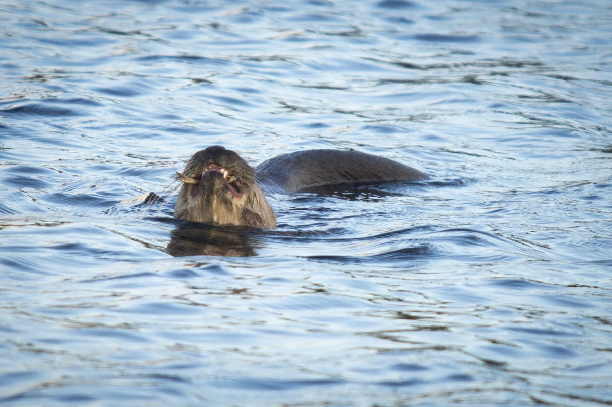 Zoogdiervereniging tweet media