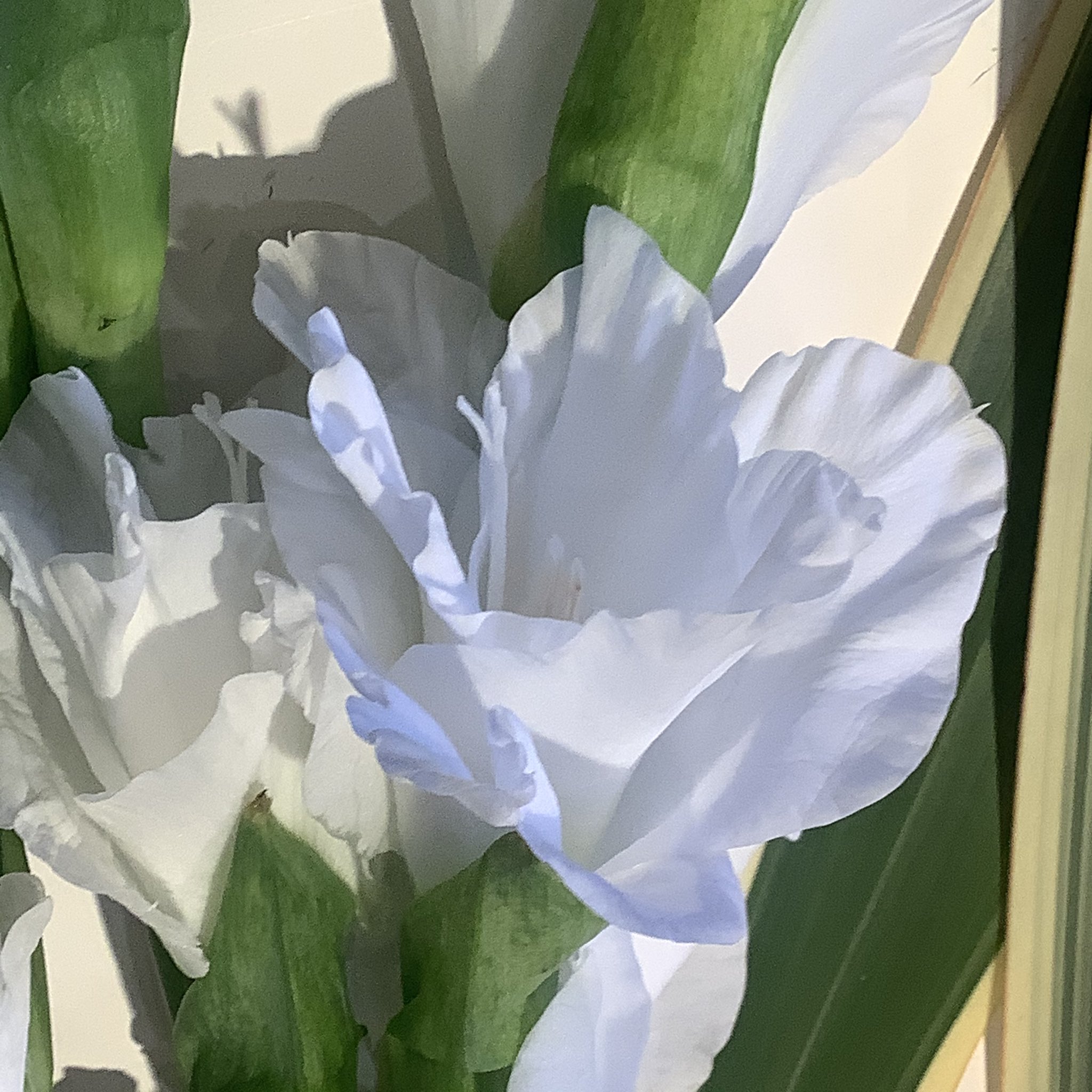 Naoe Hida Floraray Twitter