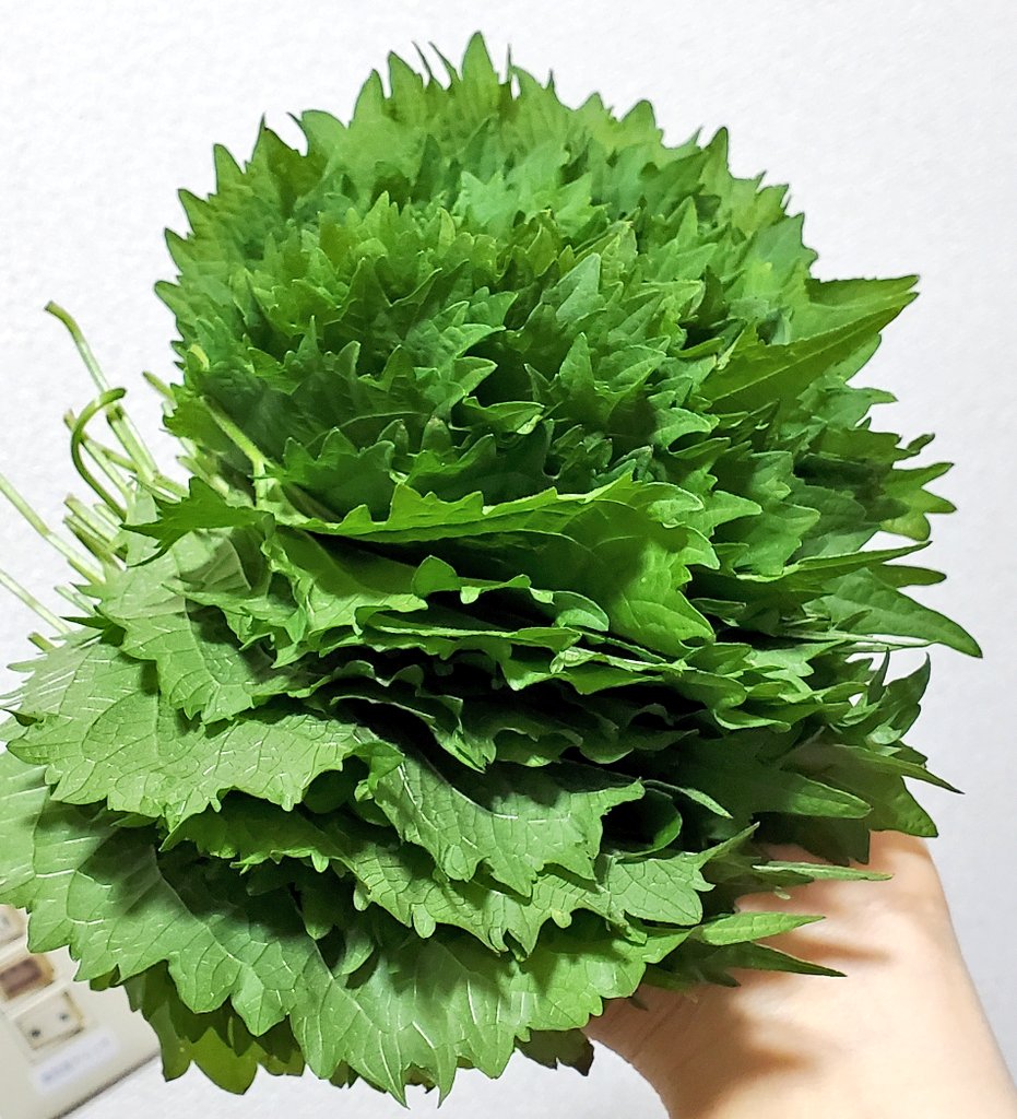 大葉62枚 着実に繁っている 大量消費レシピでも半分しか消費できなかった 綾瀬憂菜のイラスト