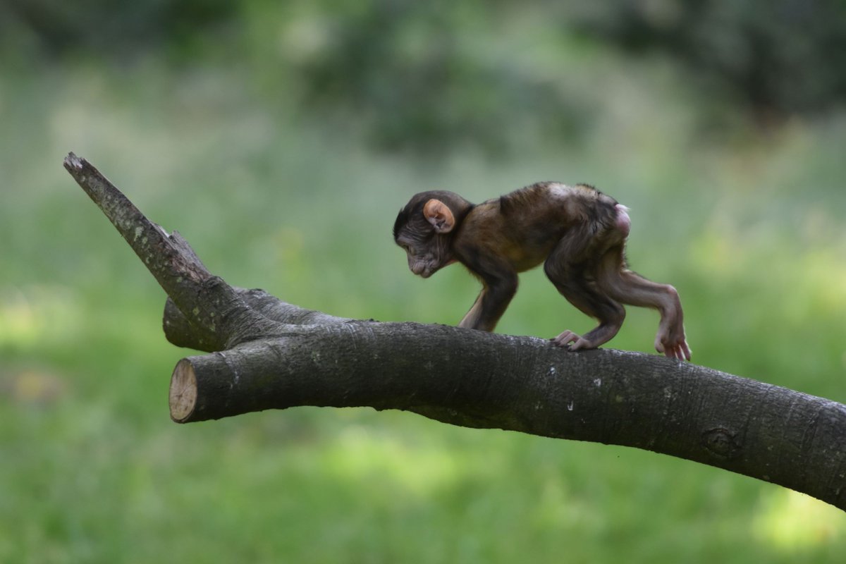Monkey_Forest's tweet photo. "Look...Look! A Tree Just For Me!"
๐คฉโค๐
#MonkeyLove #WalkWithMonkeys #BabyMonkies #BabySeason#MonkeyBusiness https://t.co/jNul7VCK7C
