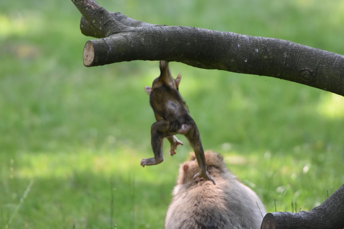 Monkey_Forest's tweet photo. "Look...Look! A Tree Just For Me!"
๐คฉโค๐
#MonkeyLove #WalkWithMonkeys #BabyMonkies #BabySeason#MonkeyBusiness https://t.co/jNul7VCK7C
