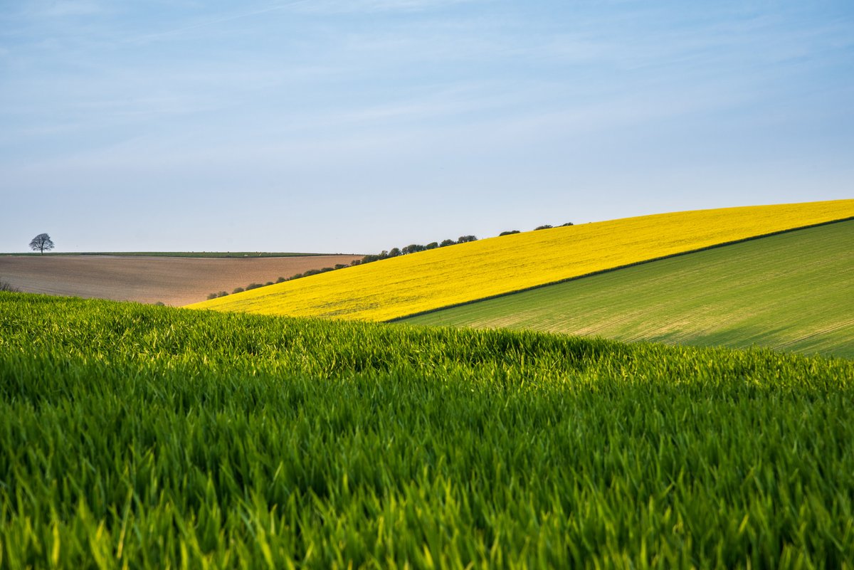 sdnpa's tweet image. For anyone longing for bright, blue skies. 

📷 @jimmy_fieldino 
📍 Falmer 

#SouthDowns ⠀