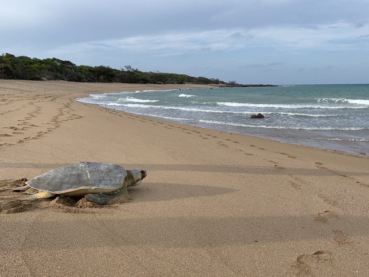 GraceNyeButler's tweet image. #Turtle Tuesday 🐢Throwback to #flatbackturtle monitoring with @QldTFN up on Avoid Island. 

#conservation #seaturtle #babyturtles ❤️