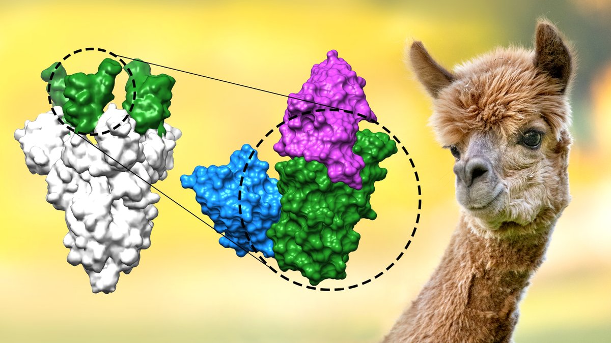 mpi_nat's tweet photo. Scientists at our institute and #UMG #Goettingen developed #nanobodies that efficiently block #SARSCoV2 and its dangerous new variants.  
#Corona #Covid_19 @maxplanckpress @Thomas_Guttler 
https://t.co/8ockLg1ecF https://t.co/Hbgu97Q5Fo
