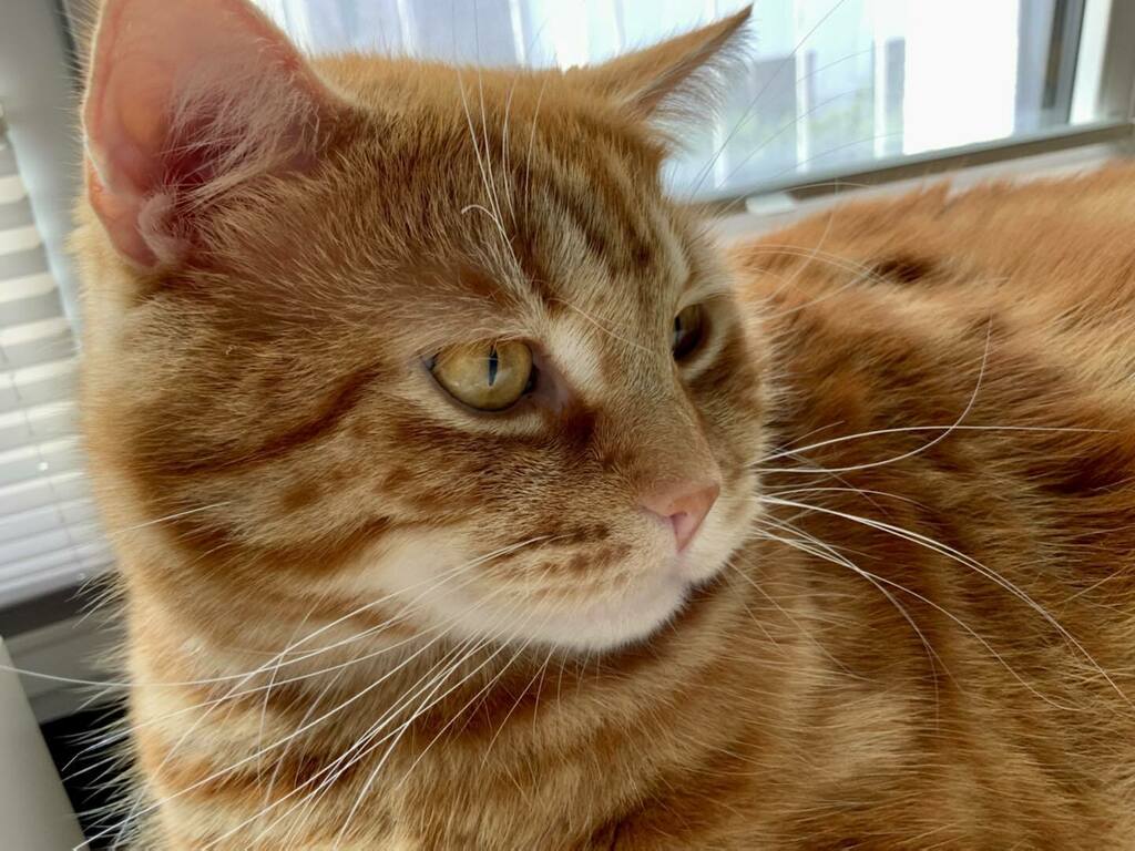 guriustaf's tweet photo. #guriustaf #gustaf #pimperpita #lopita #kringelkater #britishshorthair #cat #tomcat #cute #cutecat #sweet #catlovers #fatcatsofinstagram #catsofinstagram #tomcattofficial #catlover #catloversclub #cats_of_day #catinator #cats_of_instagram #cats_of_world #catlife #animals #an… https://t.co/Mu4GkeLpWT