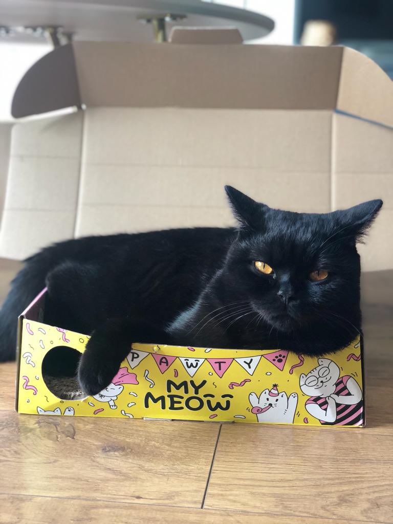 purrcival_cat's tweet photo. Mr HappyFace #CatsOfTwitter #grumpycat #BlackCat https://t.co/kigVGa6cLv